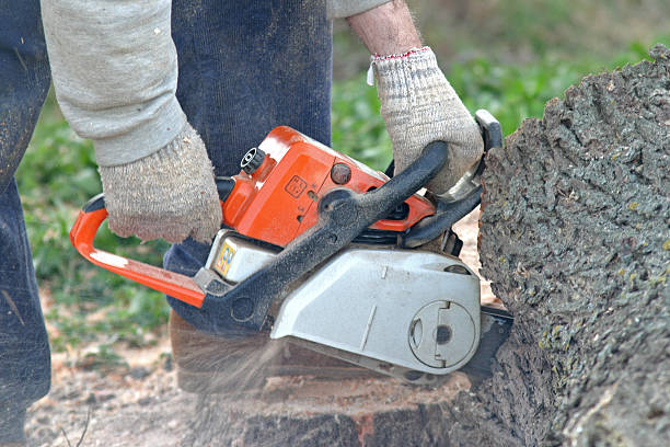 Trusted Pamplico, SC Tree Care Experts